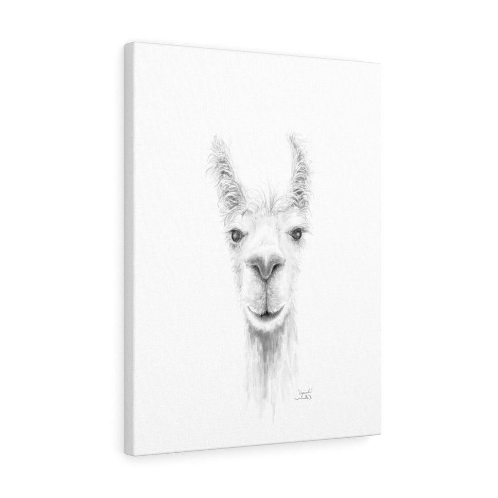 IZAIAH Llama - Art Canvas