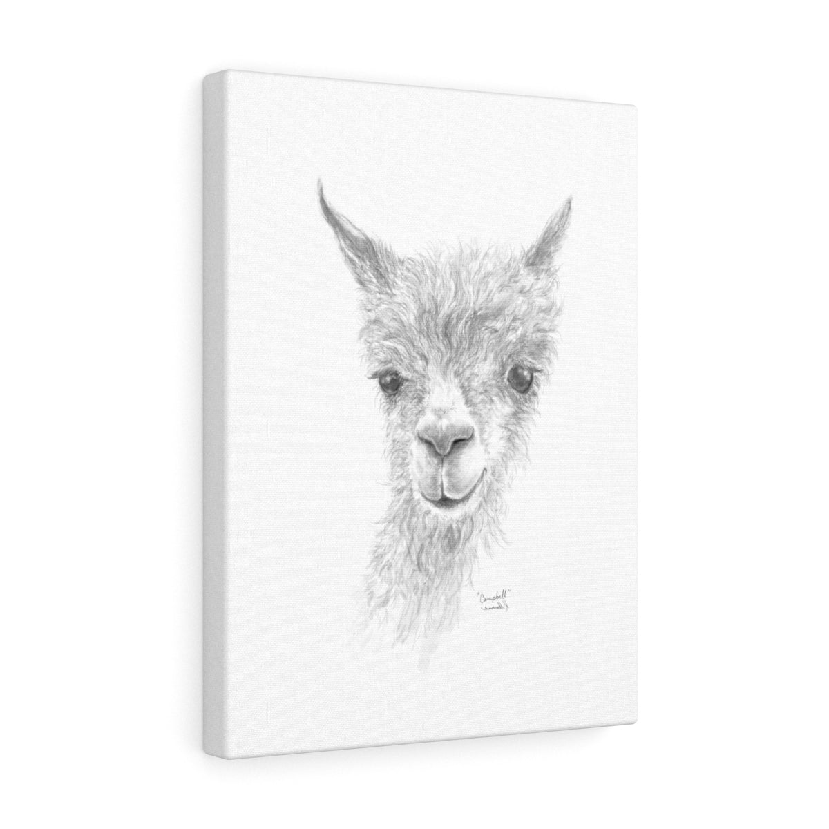 CAMPBELL Llama - Art Canvas