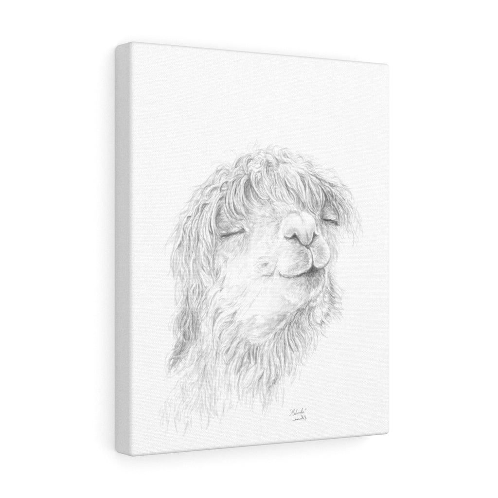 MELINDA Llama - Art Canvas