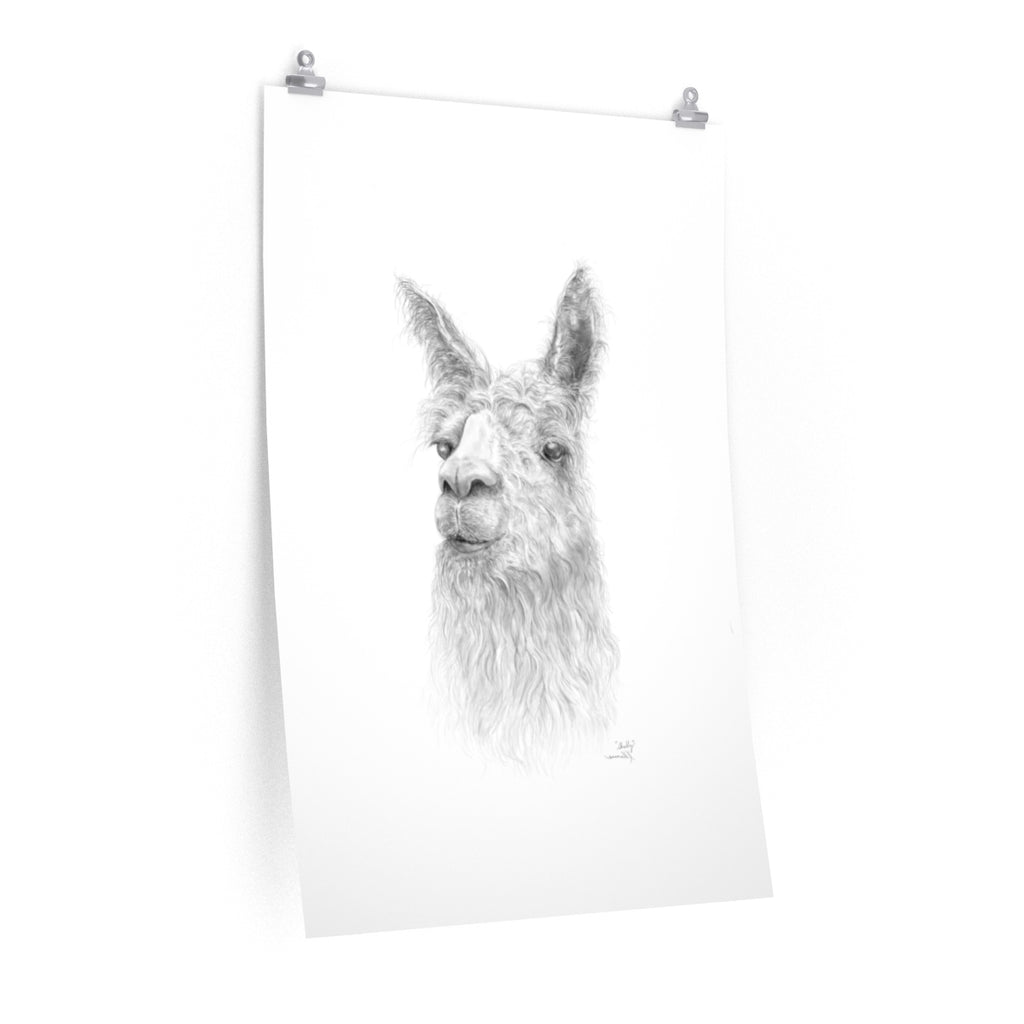 SHELLY Llama- Art Paper Print