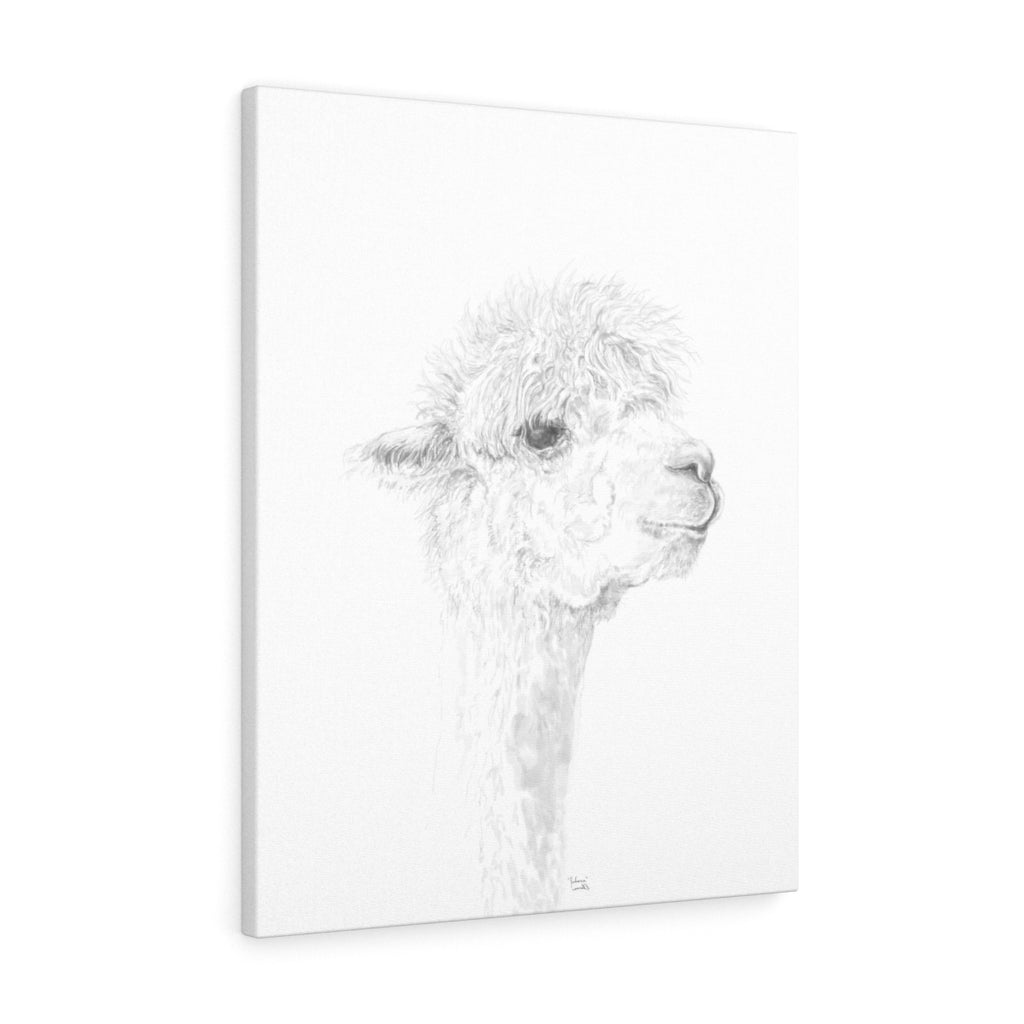 JULIANA Llama - Art Canvas