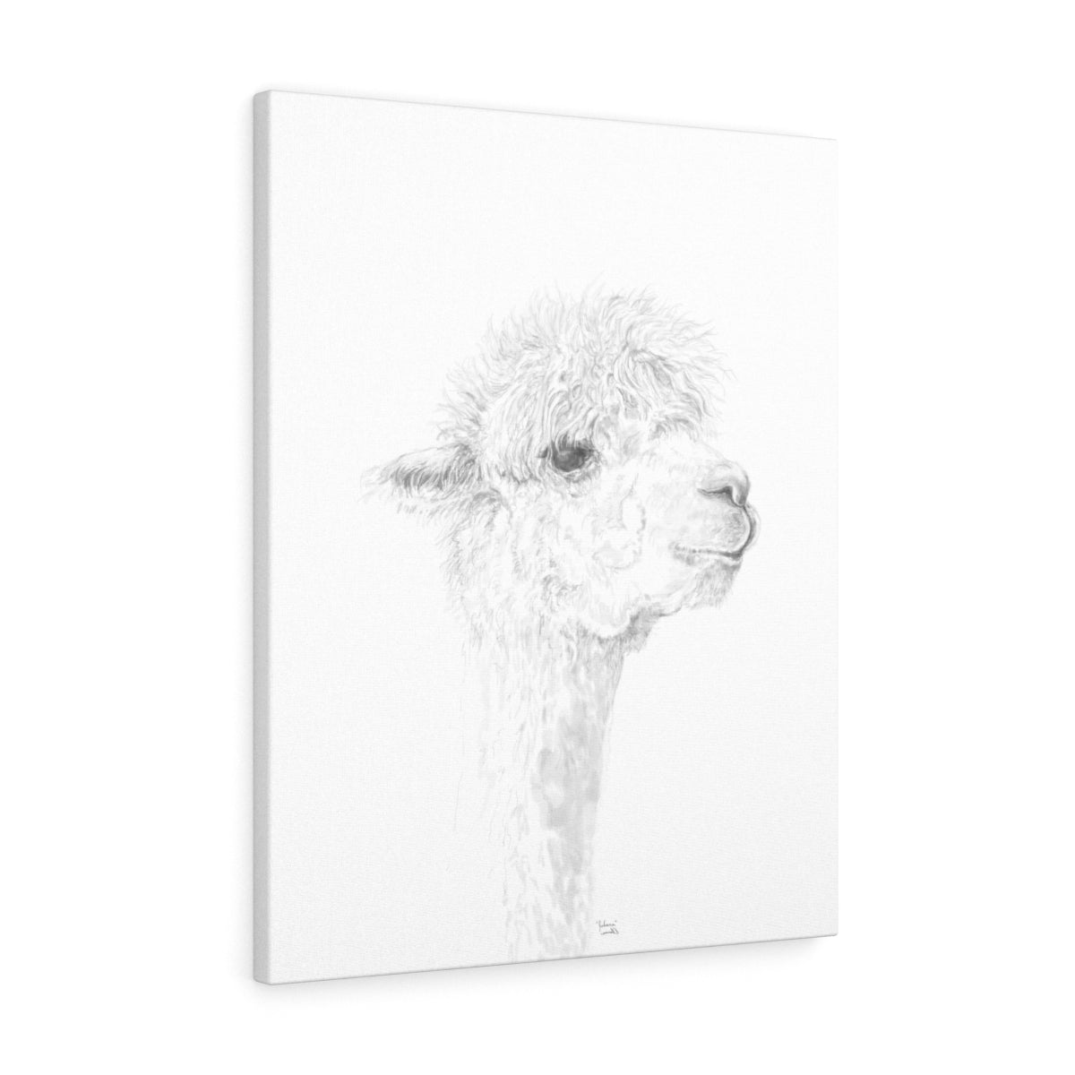 JULIANA Llama - Art Canvas