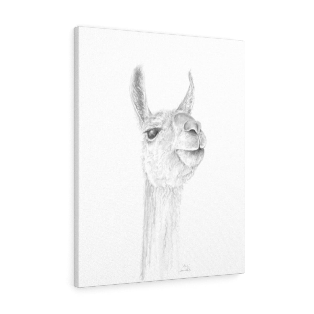 AMY Llama - Art Canvas