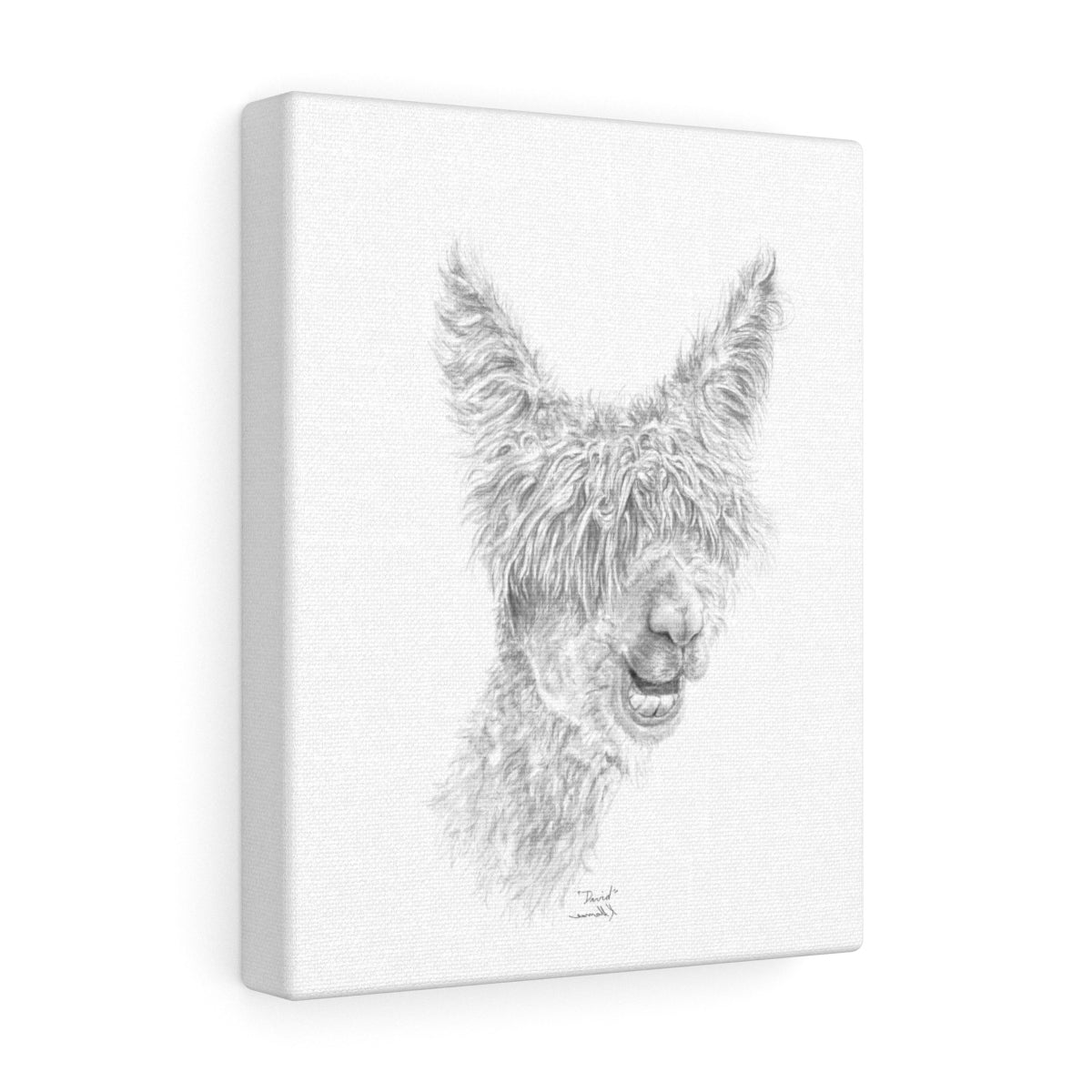 DAVID Llama - Art Canvas