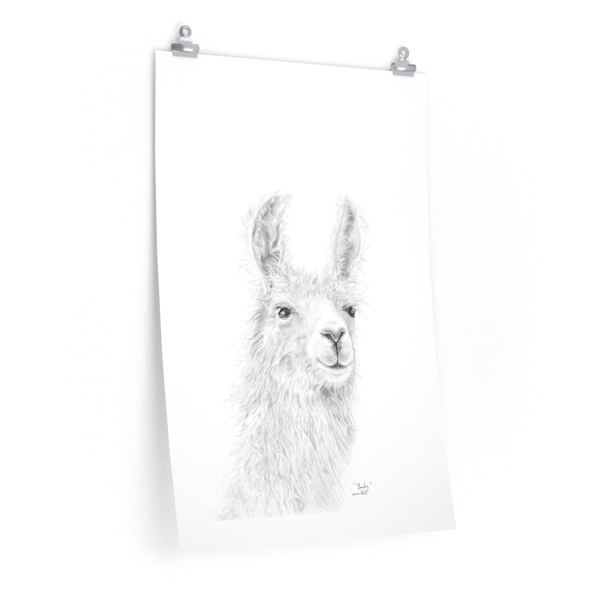 BAILEY Llama- Art Paper Print