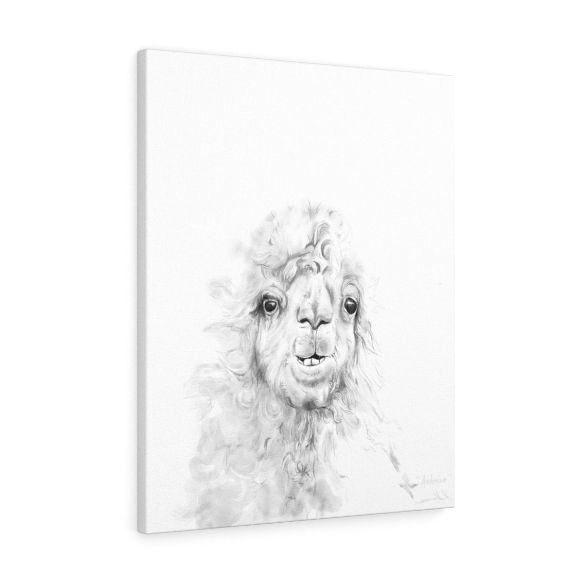 ANTONIO Llama - Art Canvas