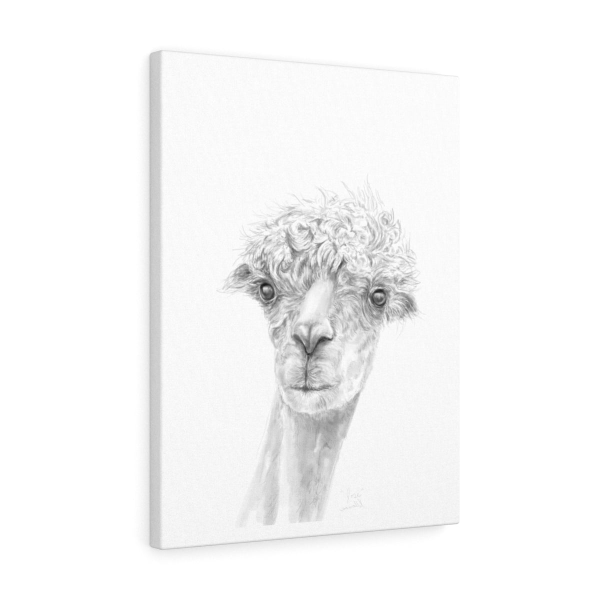 JOSE Llama - Art Canvas