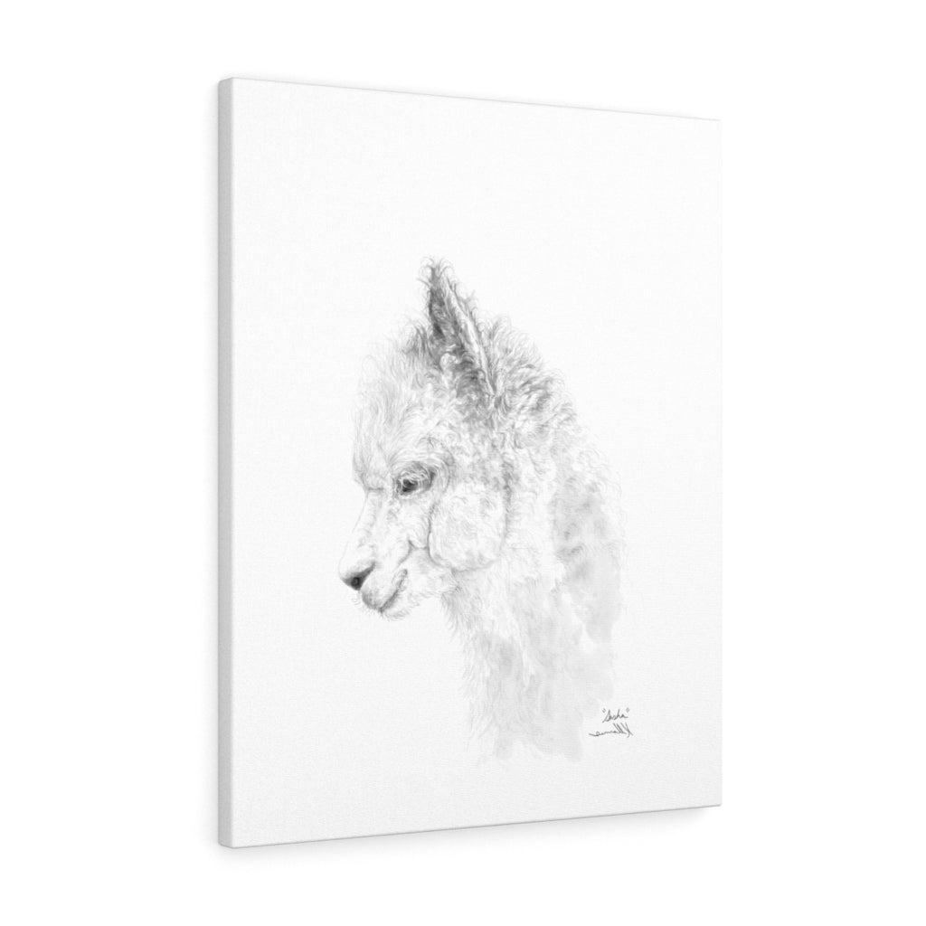 SASHA llama- Art Canvas