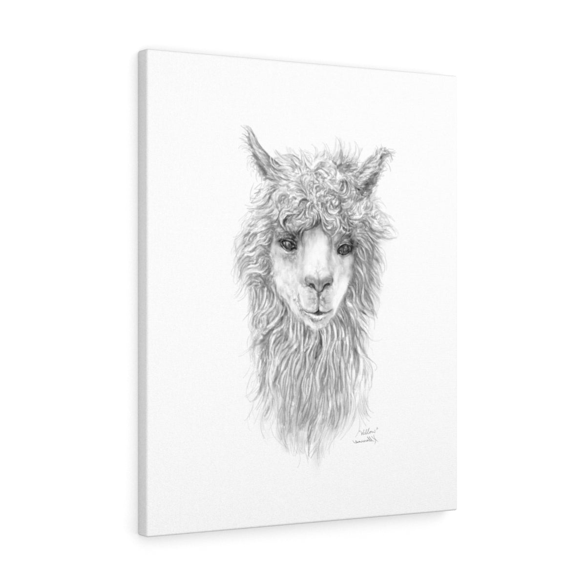 WILLOW Llama - Art Canvas