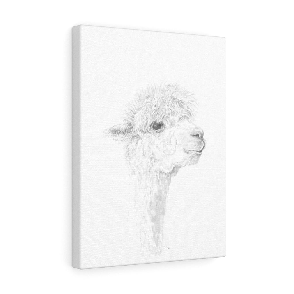 JULIANA Llama - Art Canvas