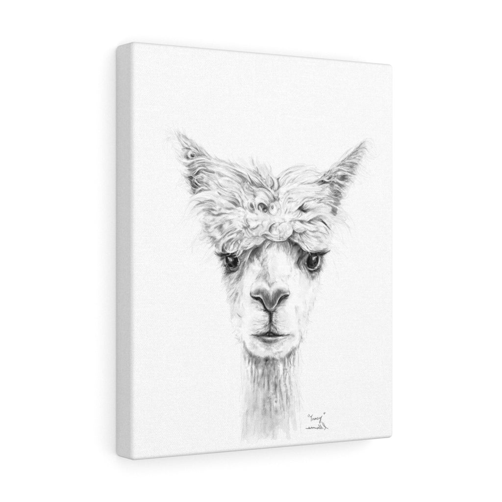 TRACY Llama - Art Canvas