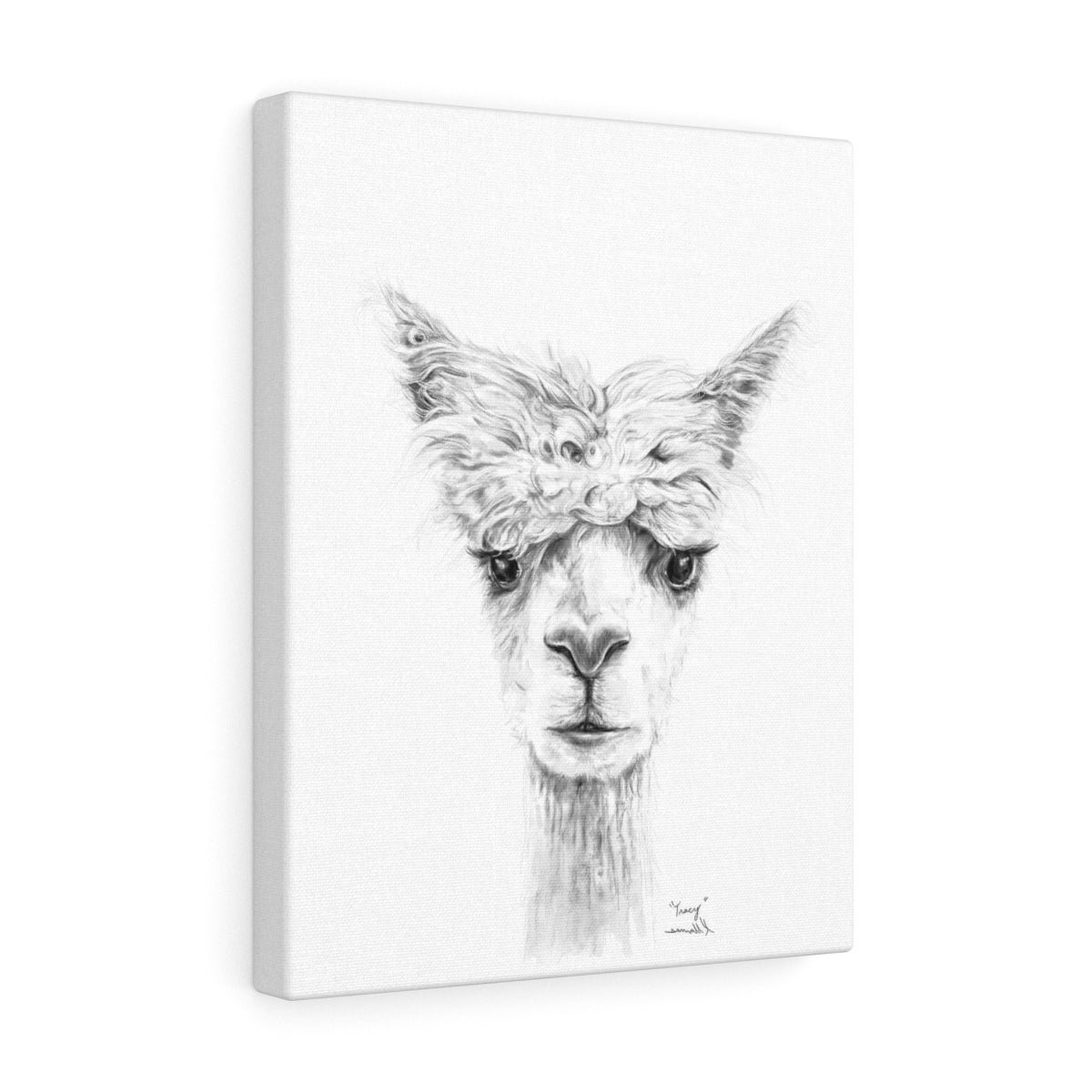 TRACY Llama - Art Canvas