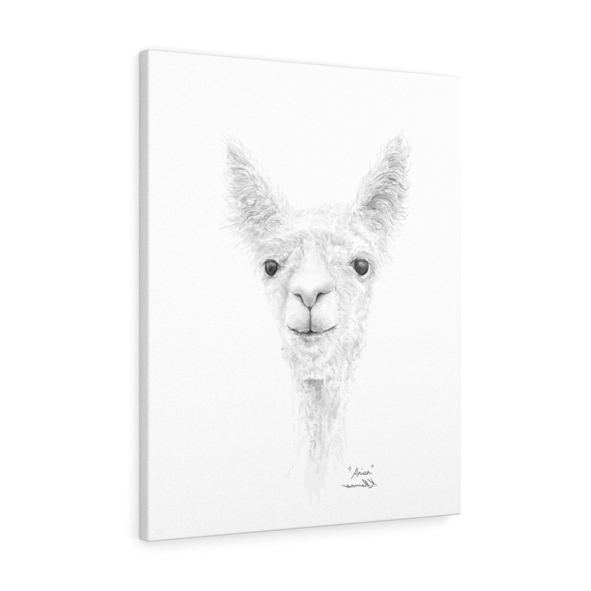 ANISA Llama- Art Canvas