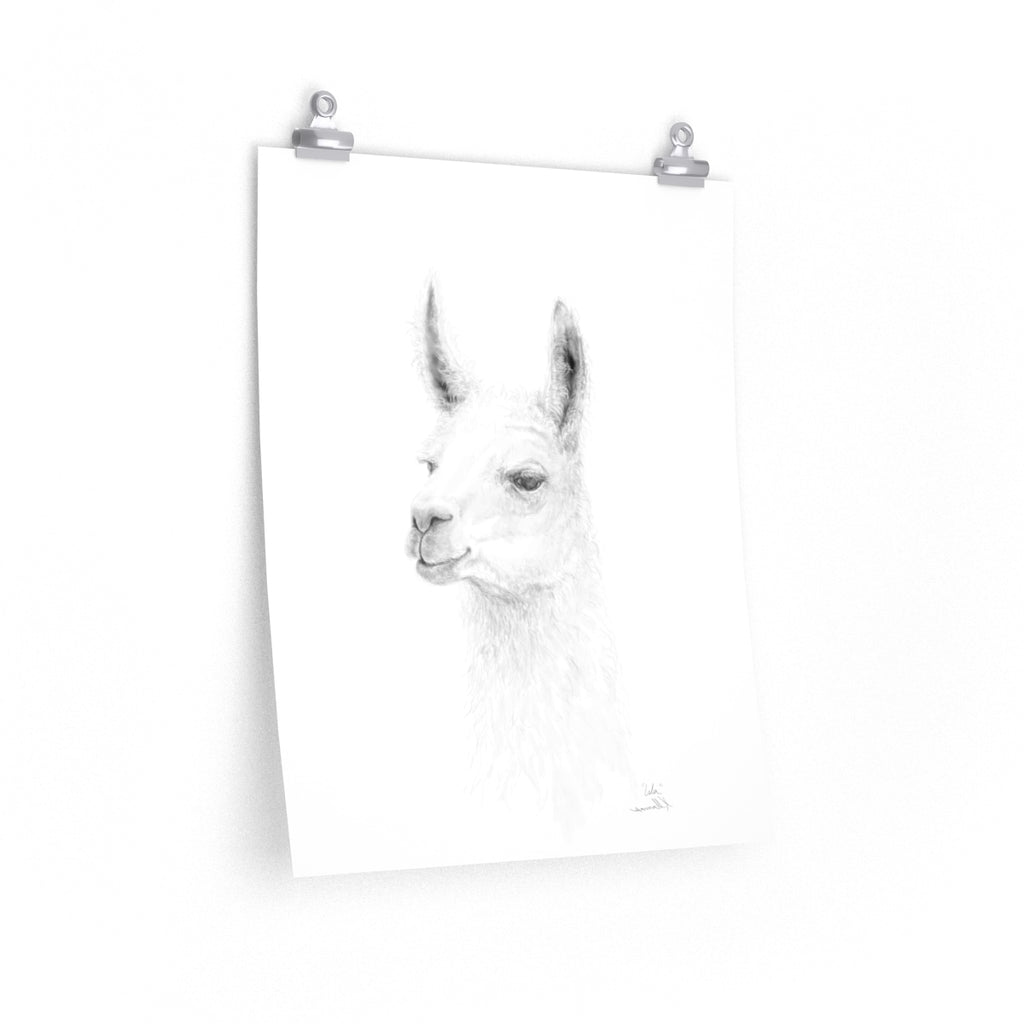 ISLA Llama- Art Paper Print