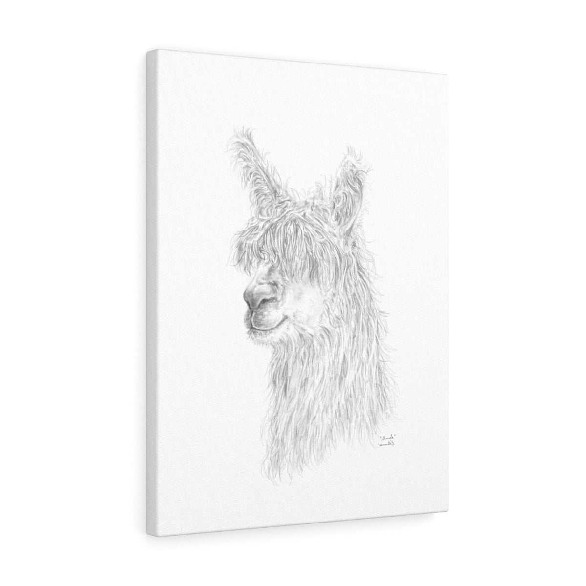 SHONDA Llama - Art Canvas