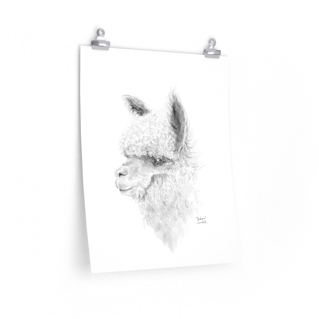 JACKSON Llama- Art Paper Print