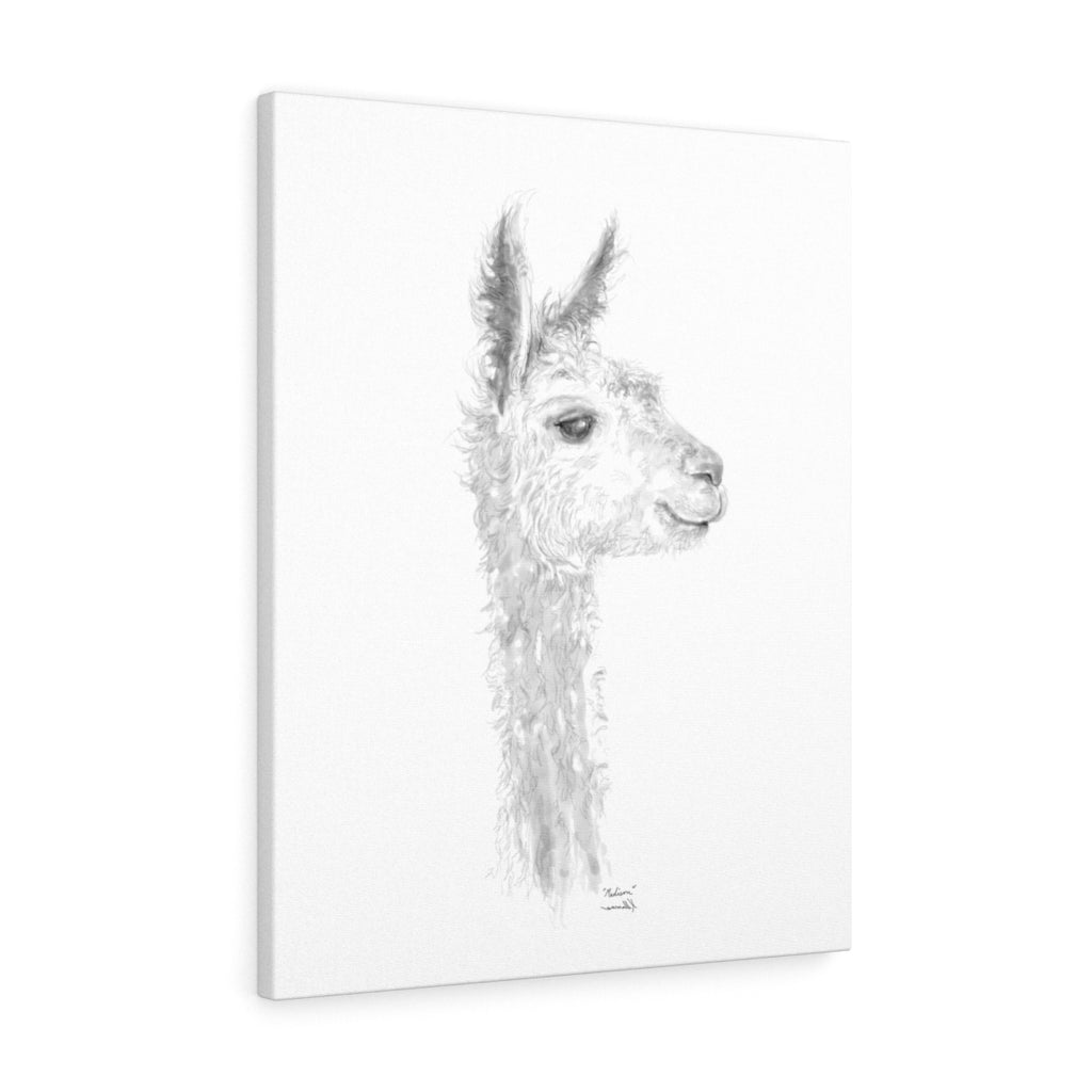 MADISON Llama - Art Canvas