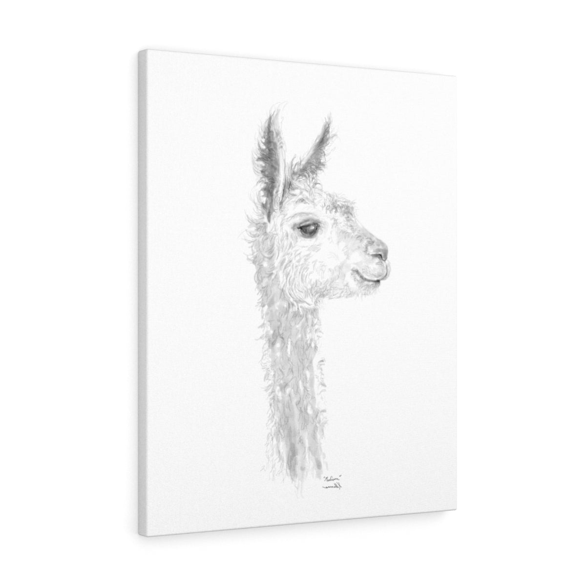 MADISON Llama - Art Canvas