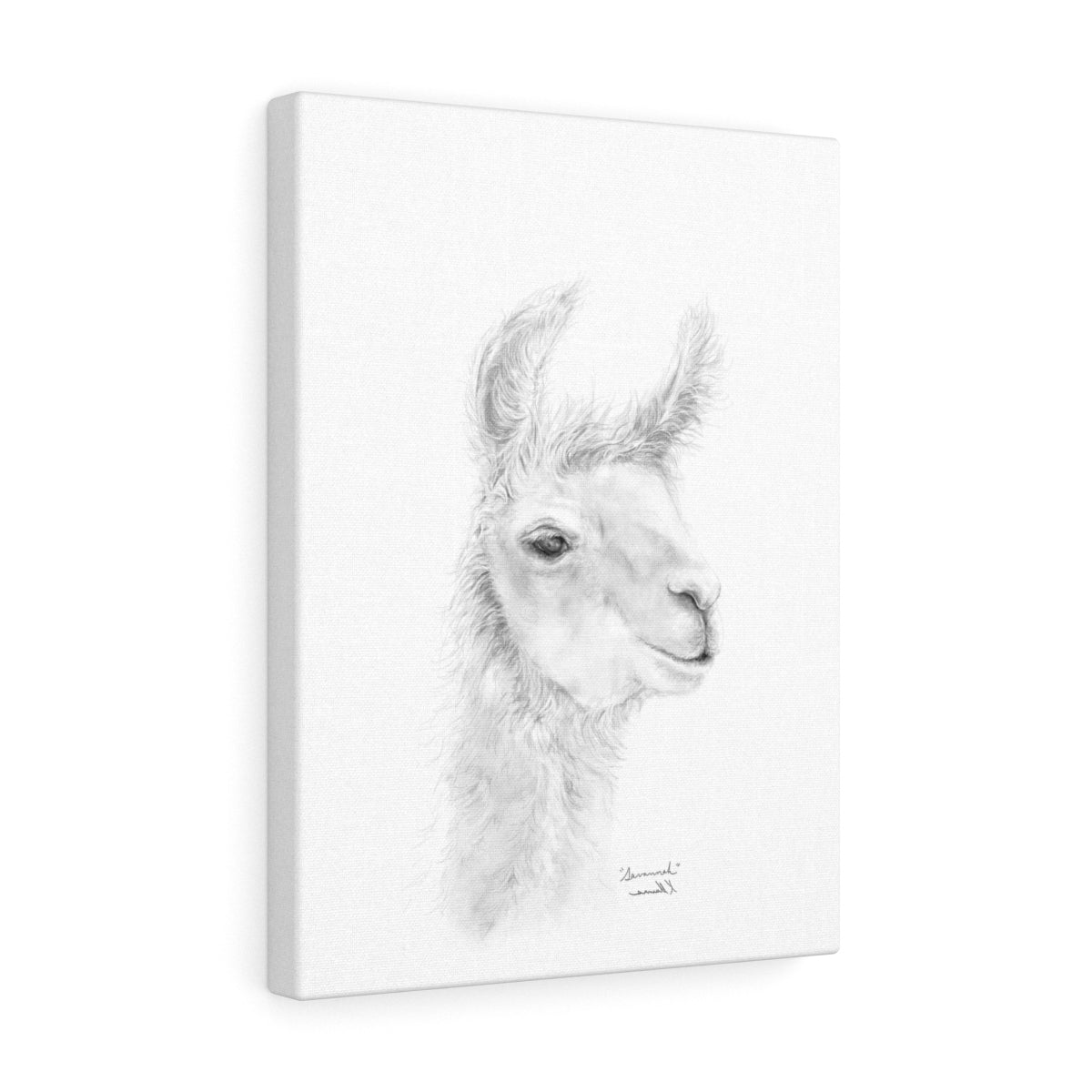 SAVANNAH Llama - Art Canvas