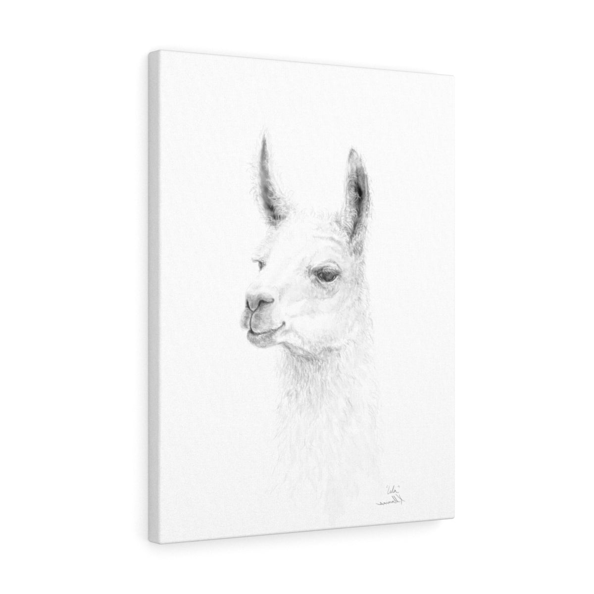ISLA Llama- Art Canvas