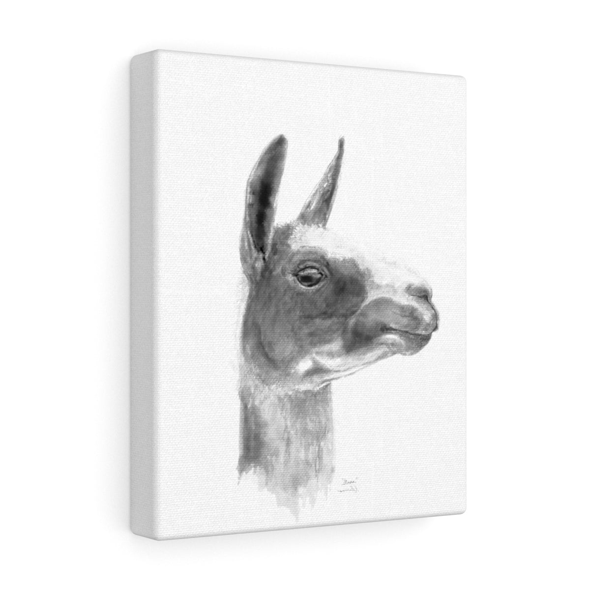 STASIA Llama - Art Canvas