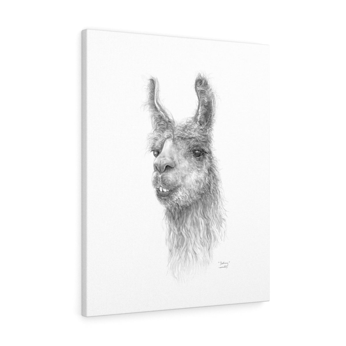 BETHANY Llama - Art Canvas