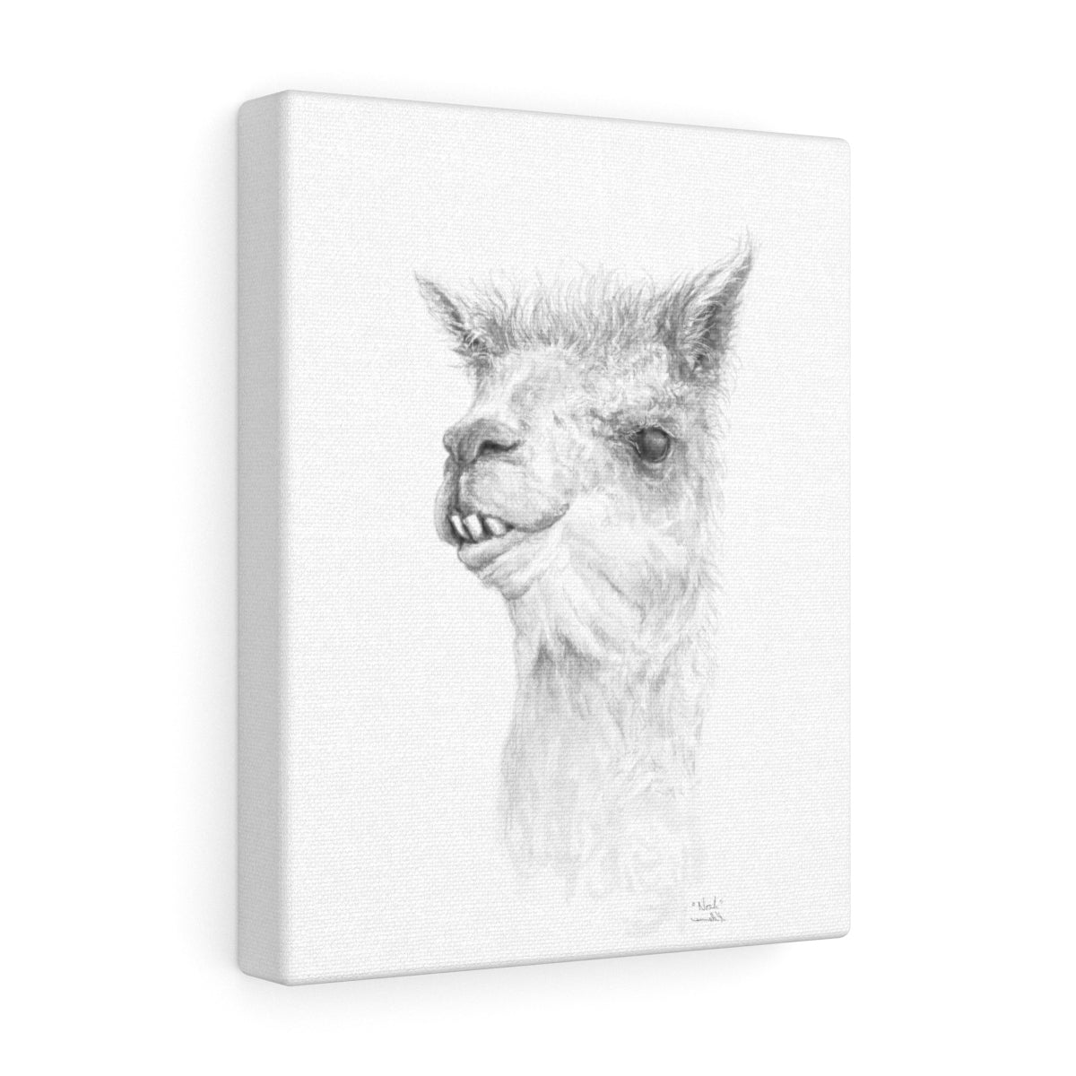 NOAH Llama - Art Canvas