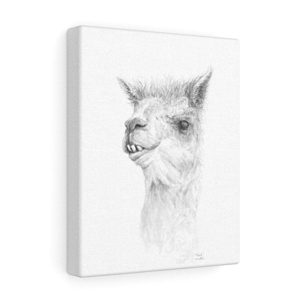 NOAH Llama - Art Canvas