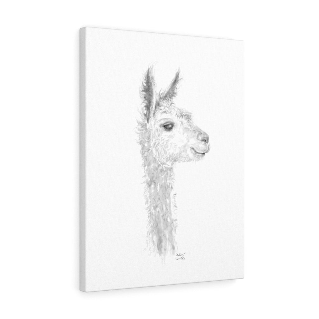 MADISON Llama - Art Canvas