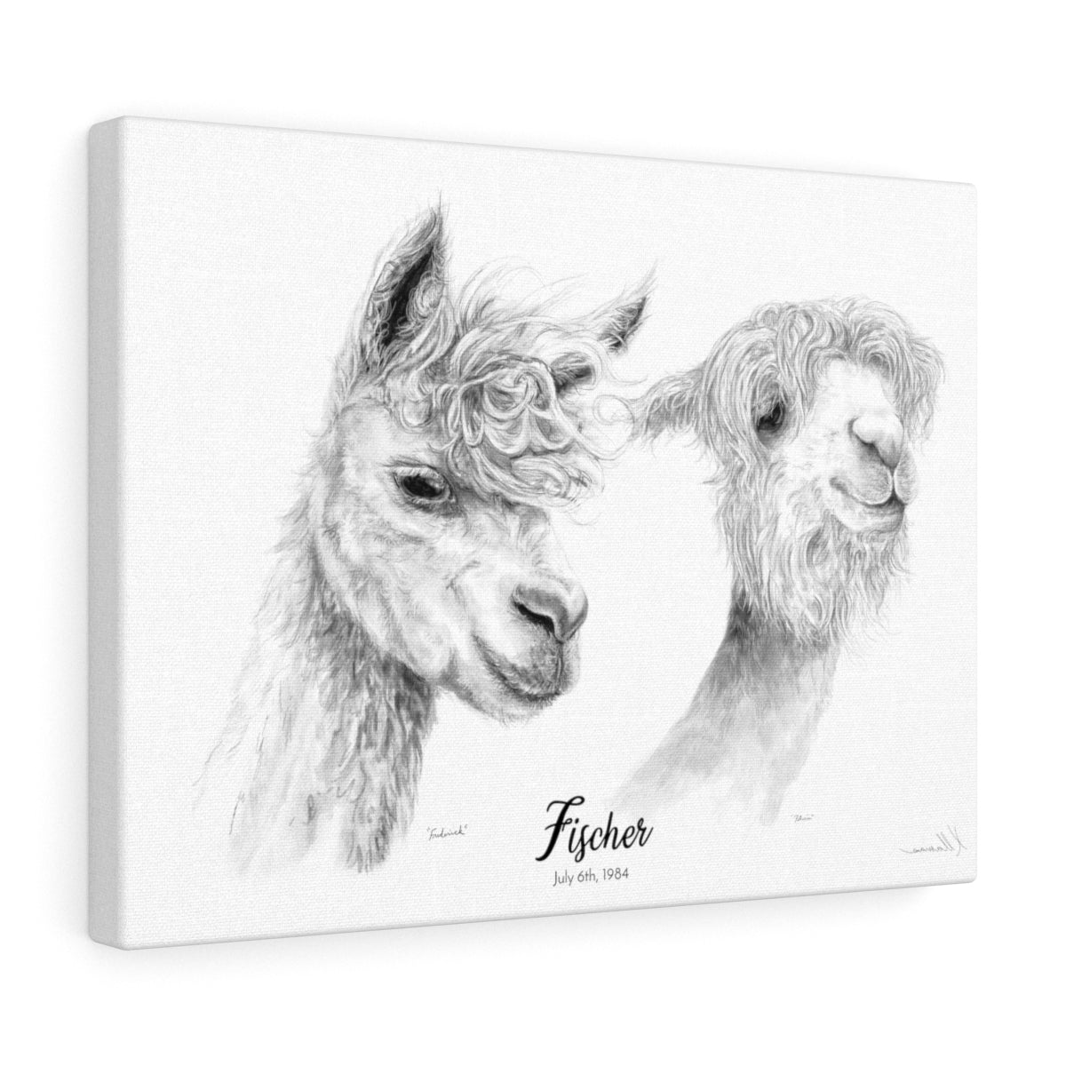 Fischer Llama - Portrait