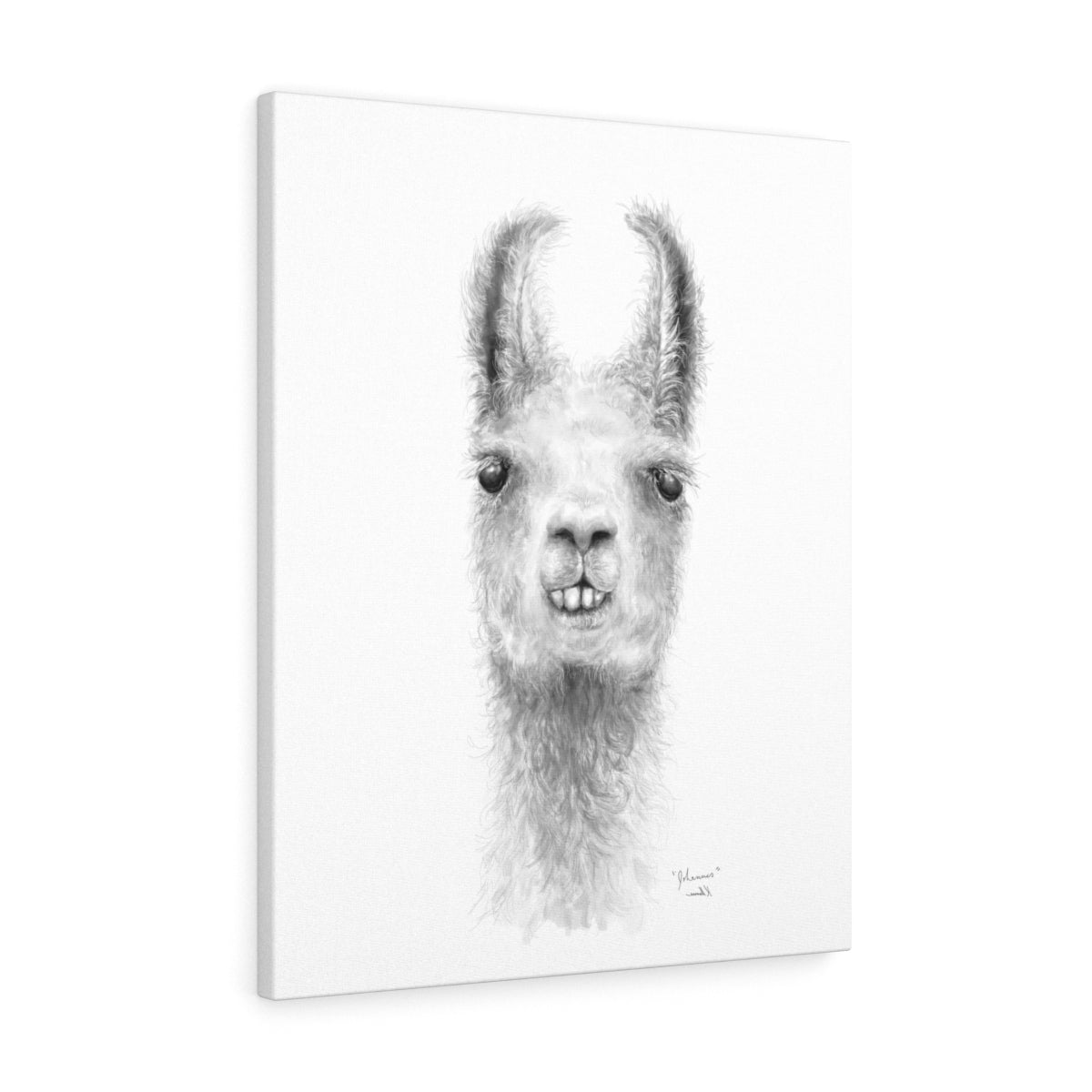 JOHANNES Llama - Art Canvas