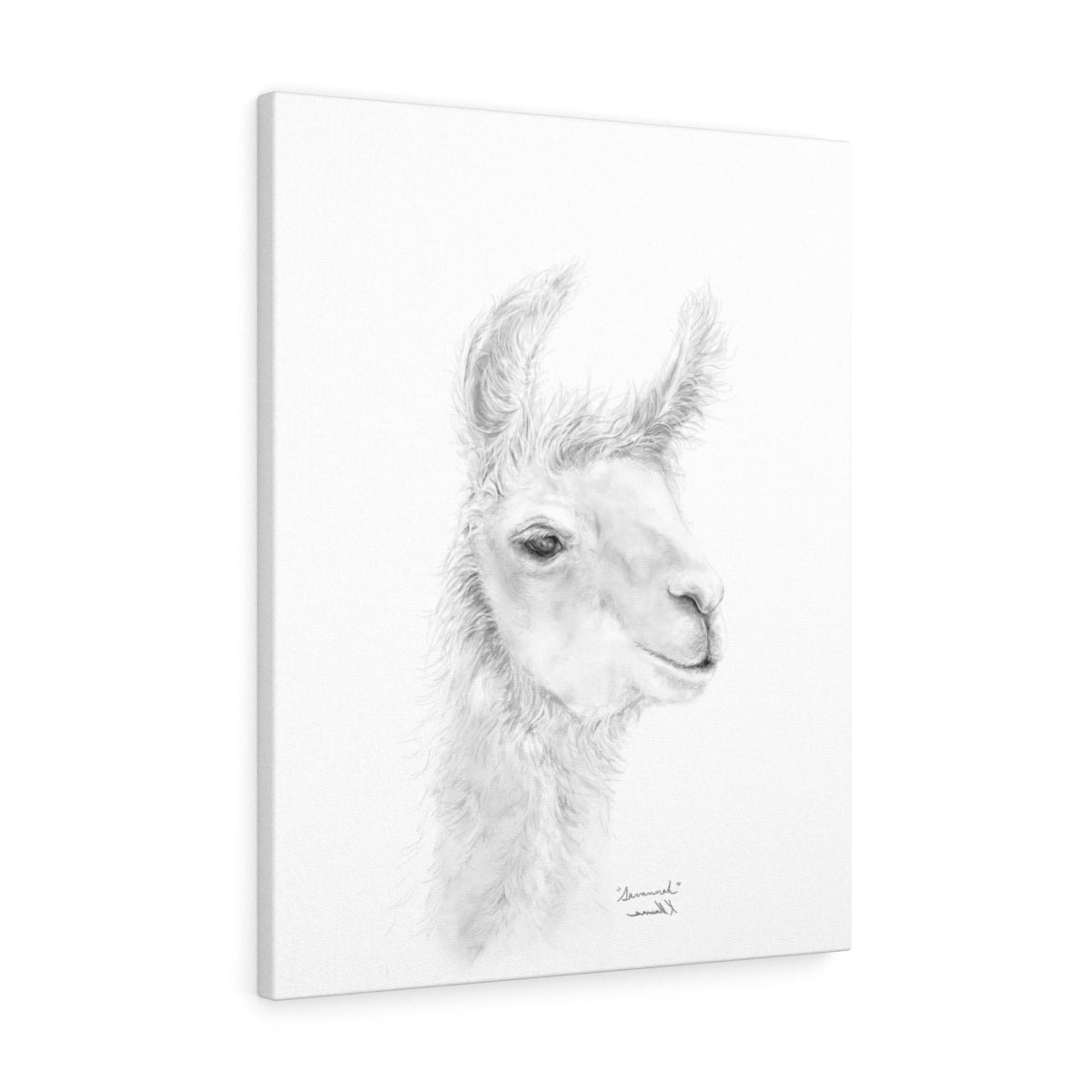 SAVANNAH Llama - Art Canvas