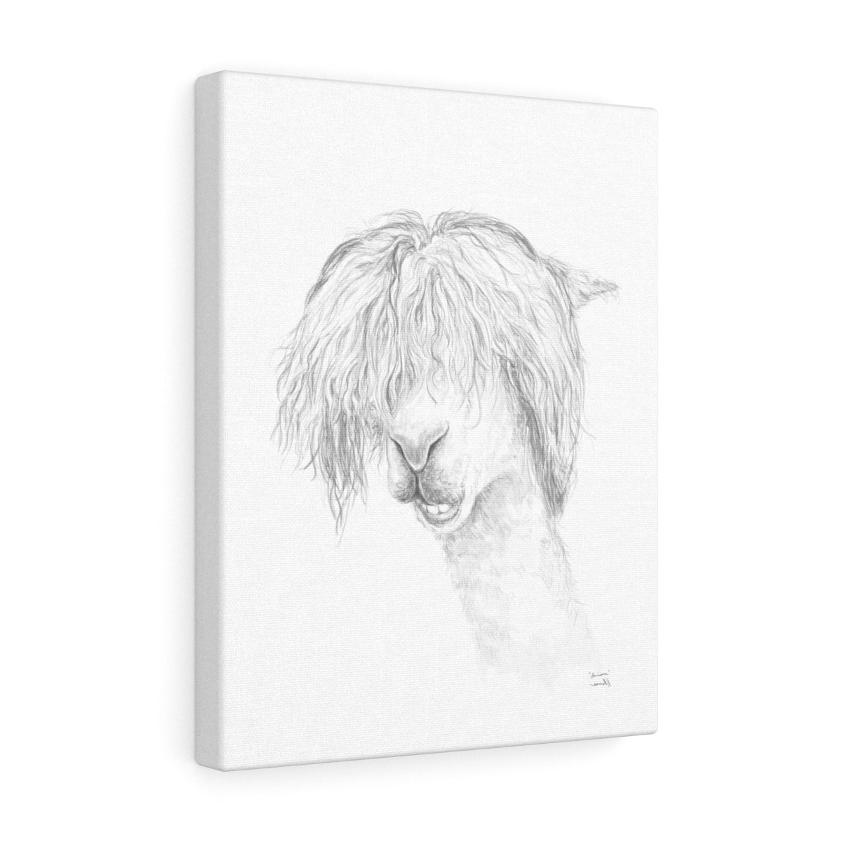 HARRISON Llama- Art Canvas