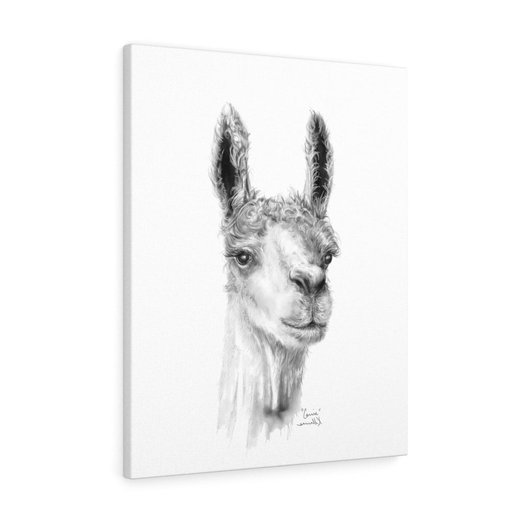 CARRIE Llama - Art Canvas
