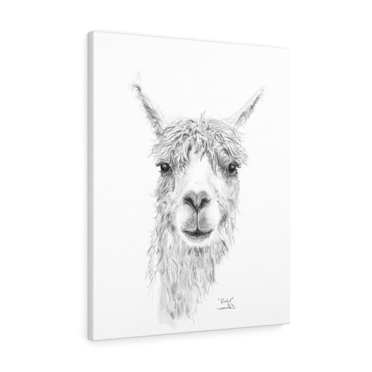 RACHEL Llama - Art Canvas