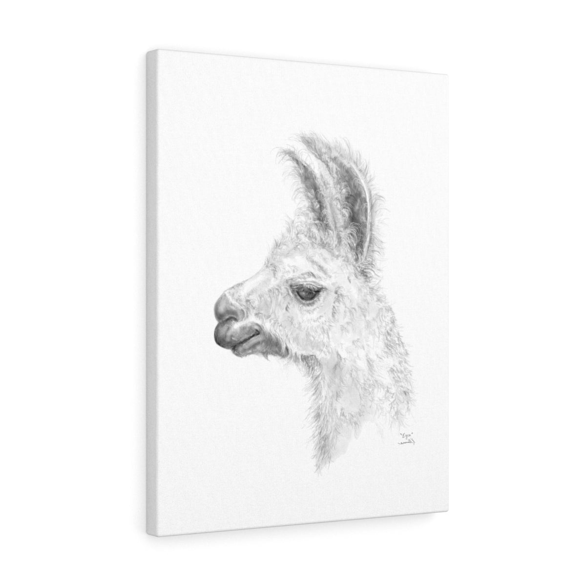 EZRA Llama - Art Canvas