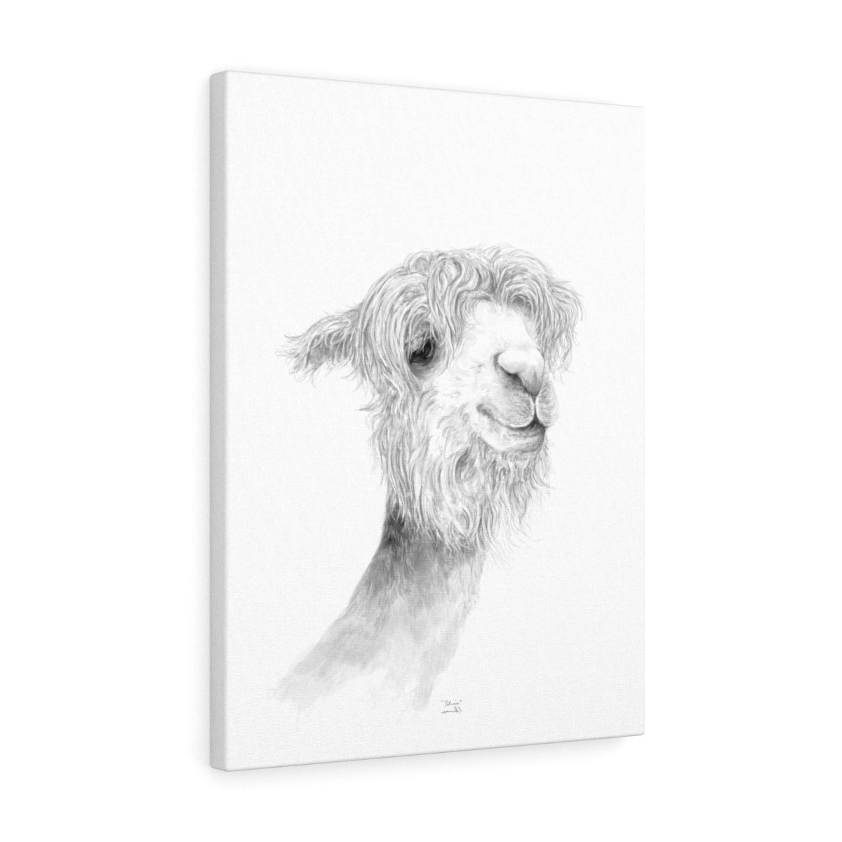 PATRICIA Llama - Art Canvas