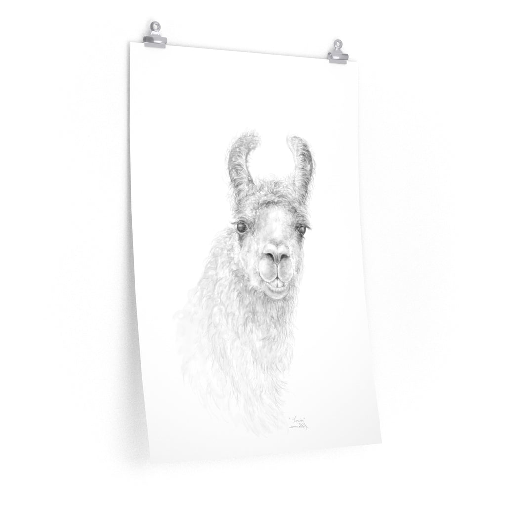 TONIA Llama- Art Paper Print