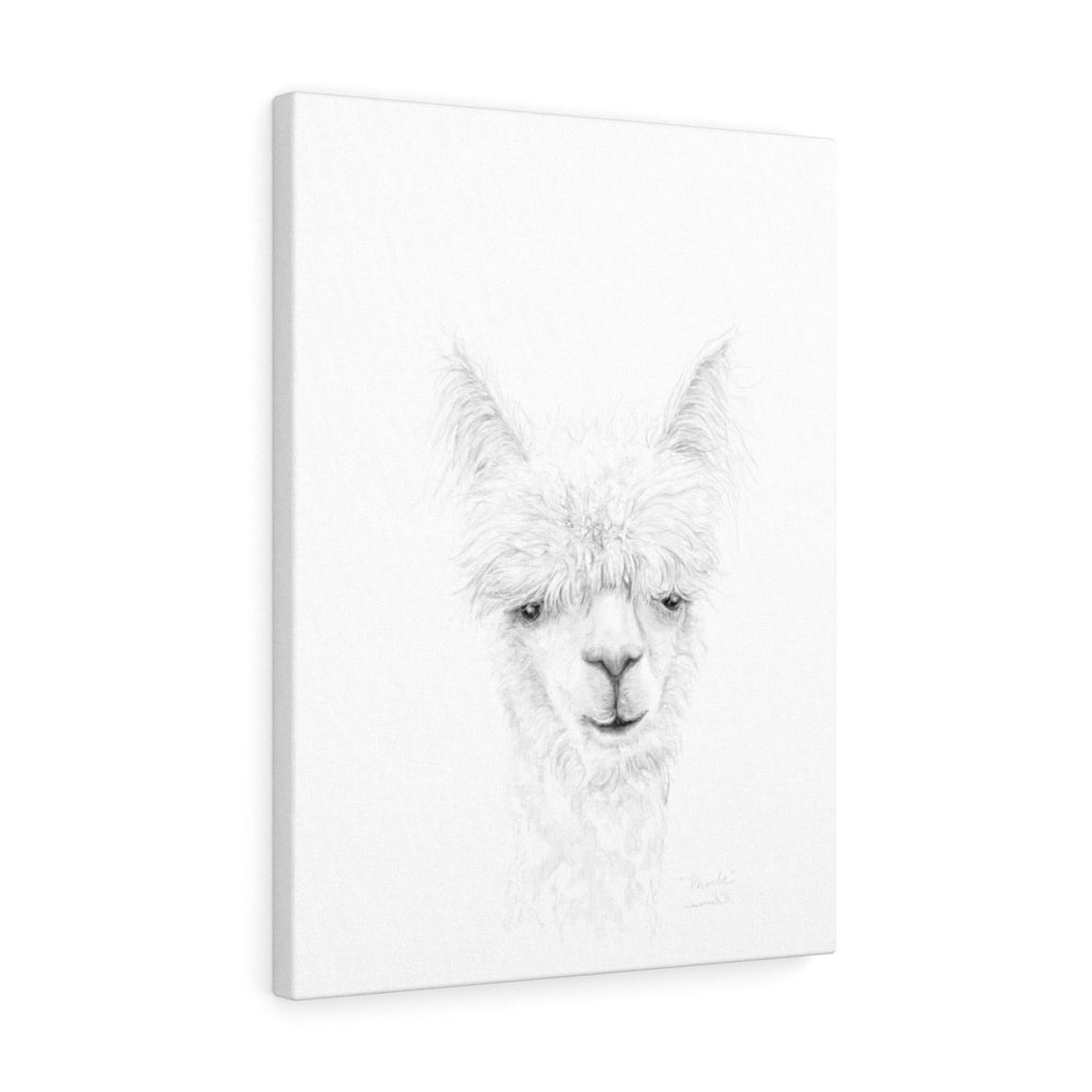 PHOEBE Llama - Art Canvas