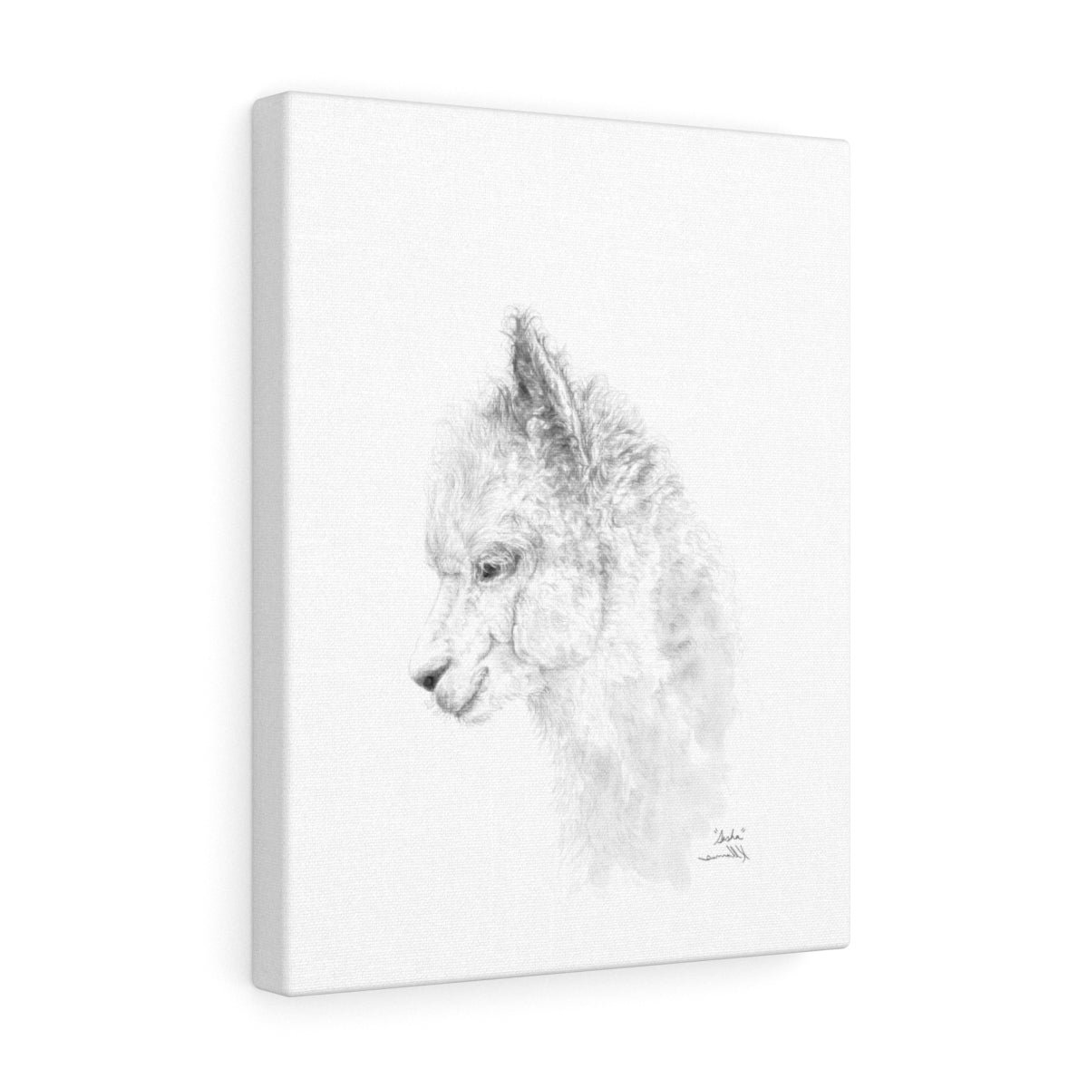 SASHA llama- Art Canvas