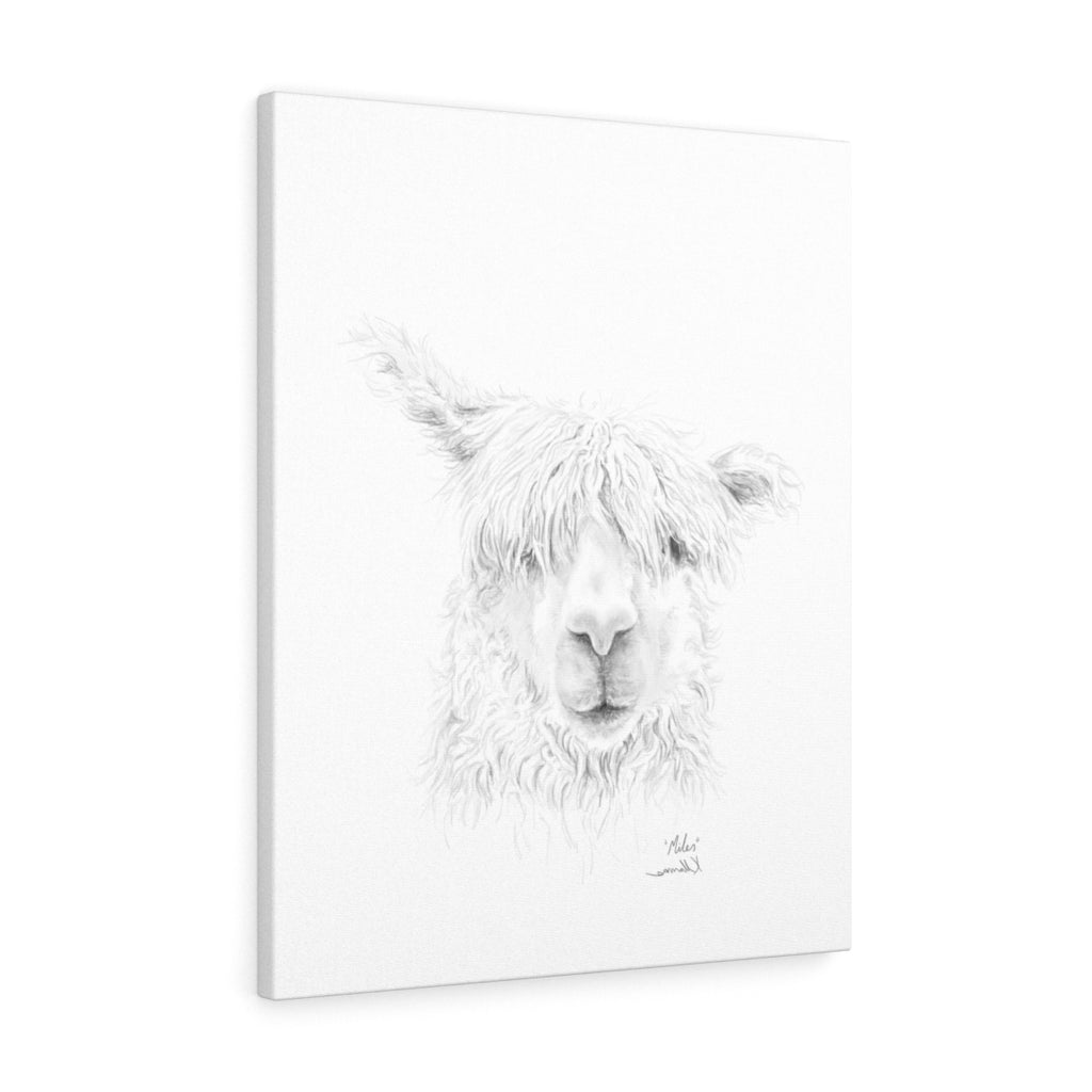 MILES Llama - Art Canvas