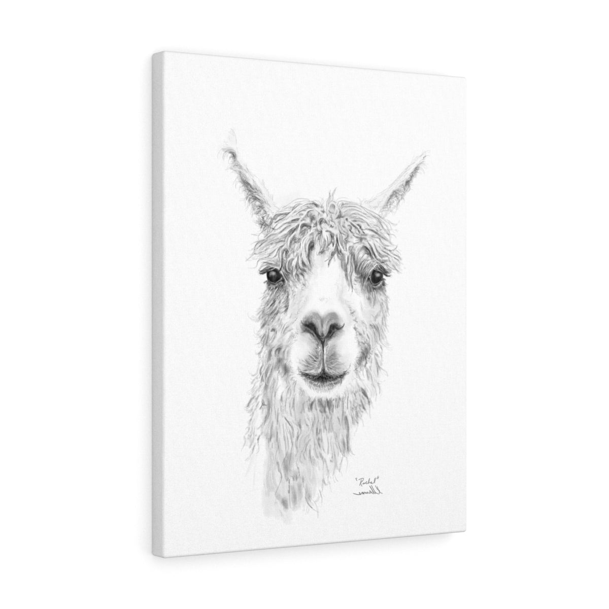 RACHEL Llama - Art Canvas