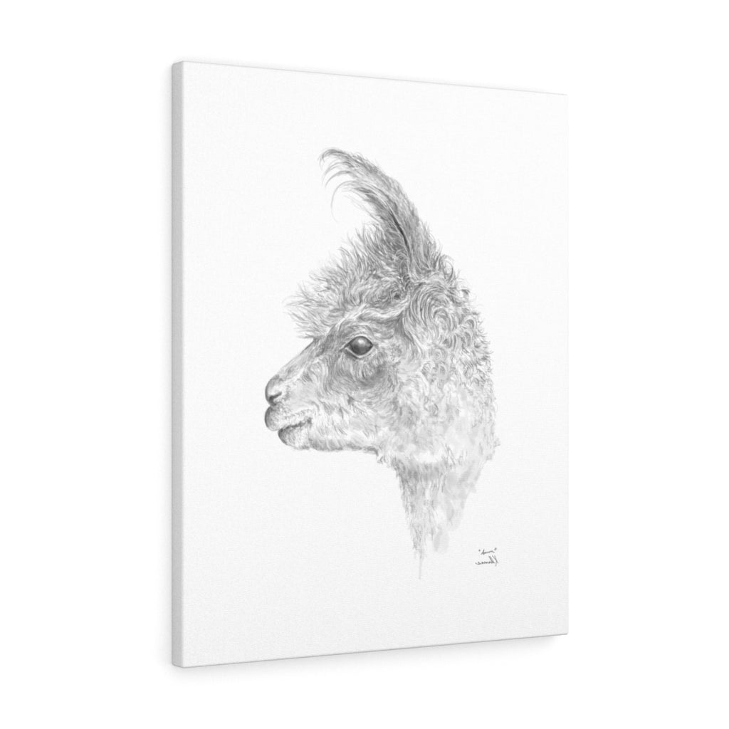 Aaron Llama - Art Canvas