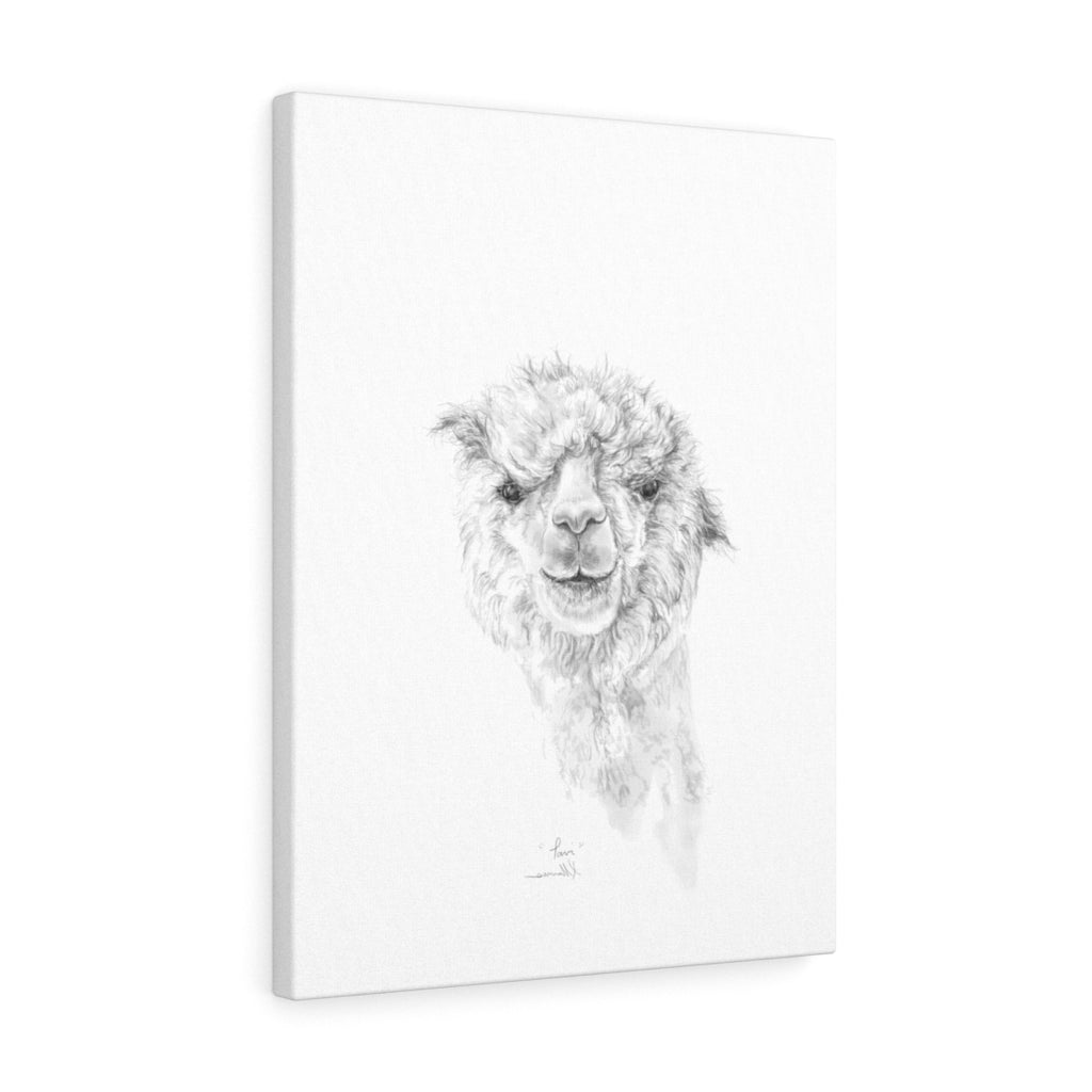 TAVI Llama - Art Canvas