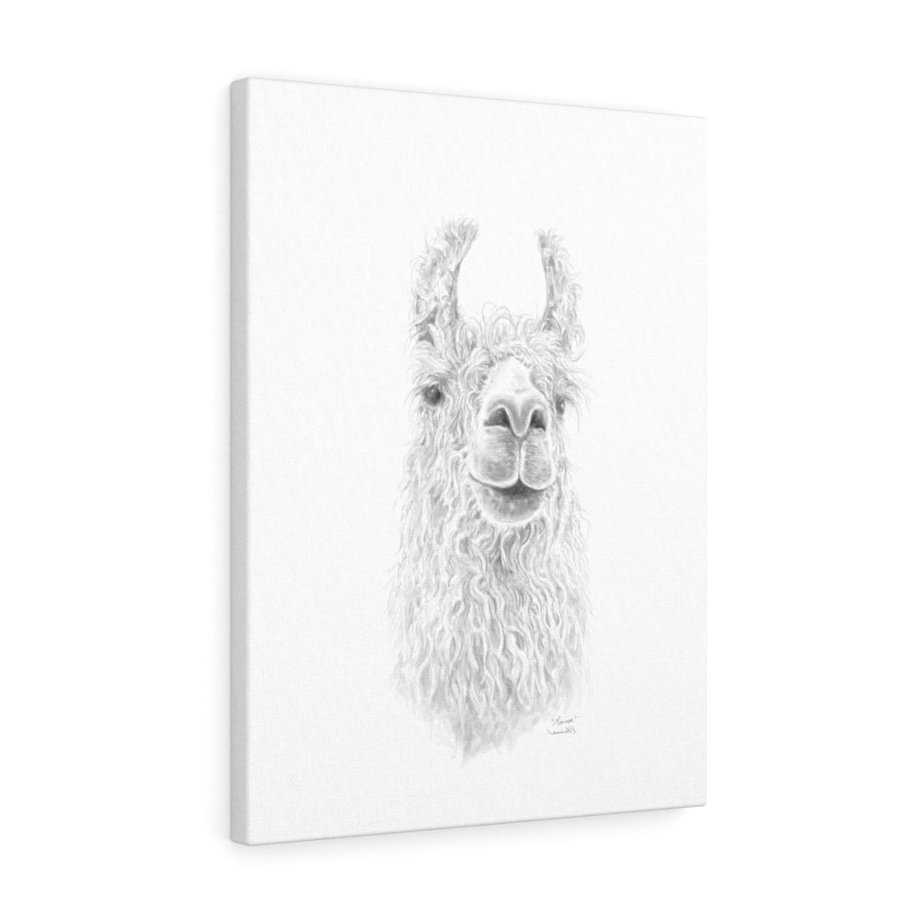 MARISA Llama - Art Canvas