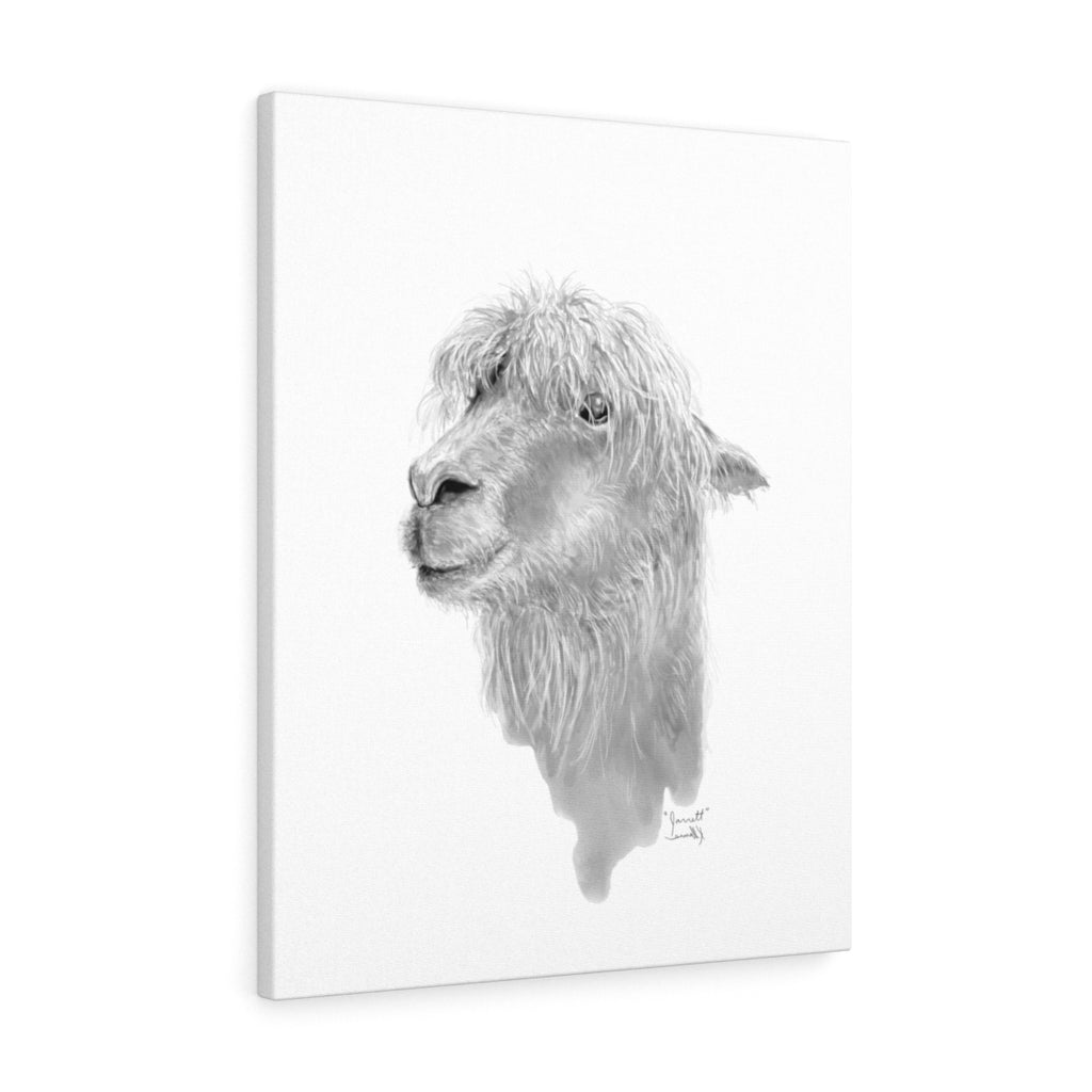 JARRETT Llama - Art Canvas
