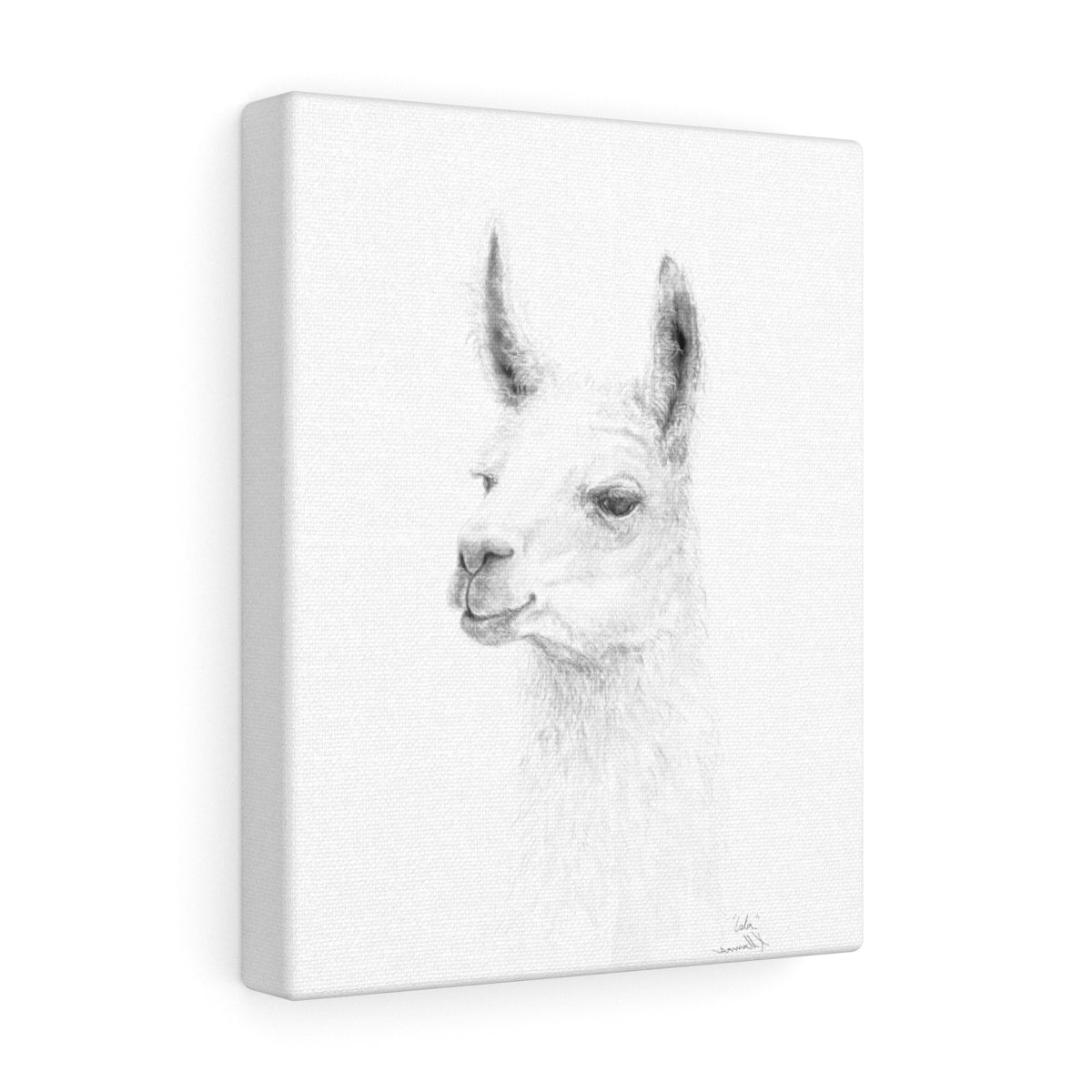 ISLA Llama- Art Canvas