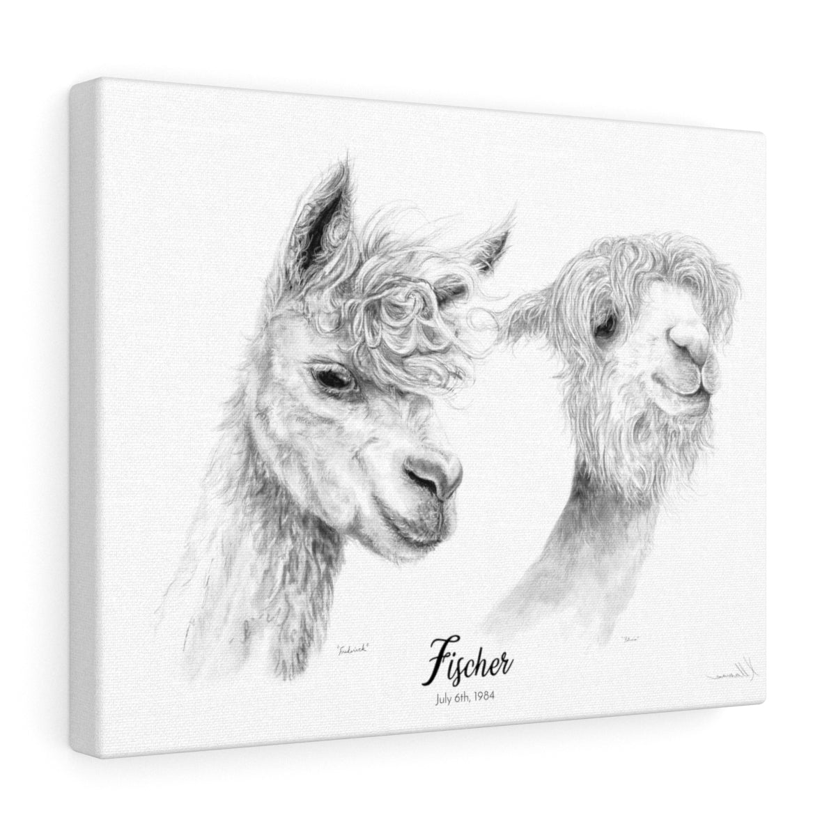 Fischer Llama - Portrait