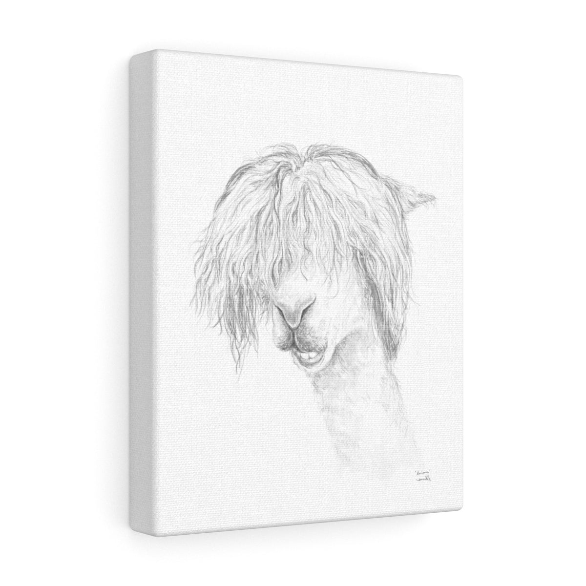 HARRISON Llama- Art Canvas