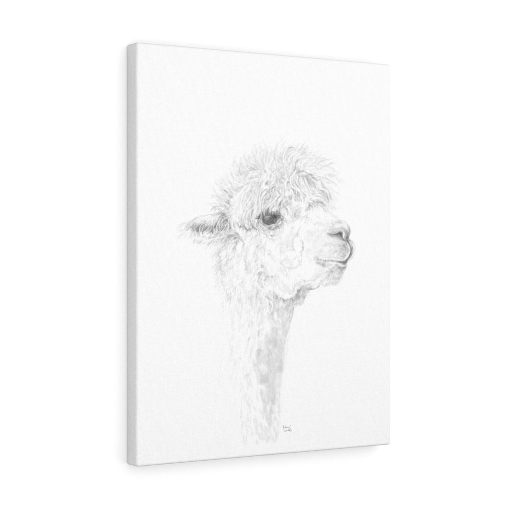 JULIANA Llama - Art Canvas
